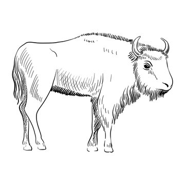 vector drawing sketch of animal, European bison , wisent, hand drawn zubr , isolated nature design element