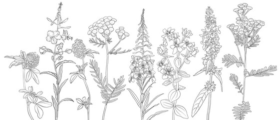 Obraz premium vector drawing natural background with flowers, black and white coloring page, hand drawn illustration
