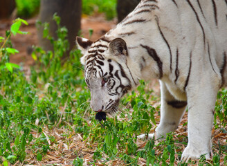 White tiger in the wild