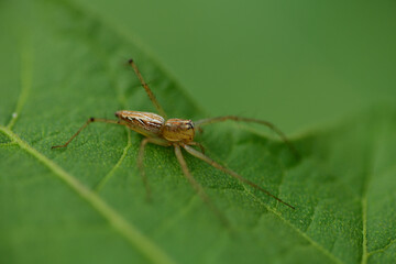 Fototapeta premium macro of a spider