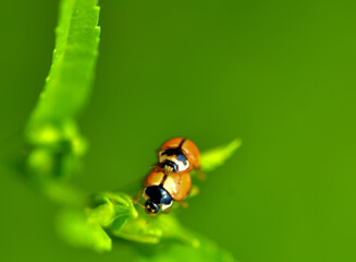 ladybug on leaf