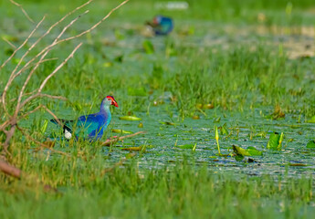 blue bird in the grass