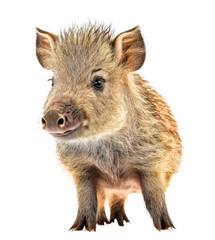 cute adorable wild boar isolated on transparant background