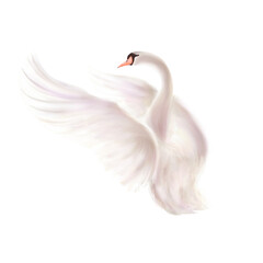 swan1