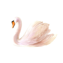 swan2