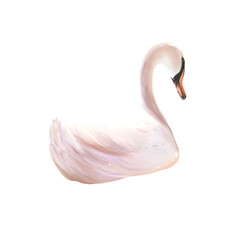 swan3