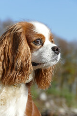 portrait of a blenheim Cavalier King Charles Spaniel dog with good long nose and healthy appearance