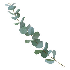 silver dollar eucalyptus branch and leaves isolated on white background. modern vector digital art for invitations, gift cards, banners, social media, stories highlights, posts, sticker design, print