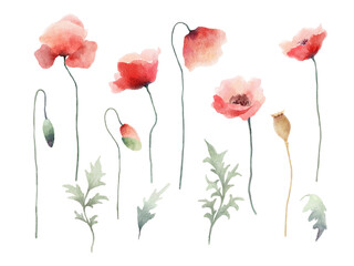 Watercolor red poppy flowers, buds and leaves painting collection. Design elements isolated on white background. 