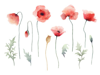 Watercolor red poppy flowers, buds and leaves isolated on white background. Floral illustration, design elements collection.