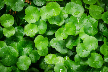 Beautiful background of Centella asiatica, Herbal medicine leaves of Centella asiatica known as gotu kola. Close up Gotu kola leaves with drop water. fresh green leaf texture background.