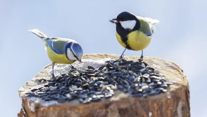 Tuinposter  Little birds feeding on a bird feeder with sunflower seeds. Blue tit and Great tit © Nitr