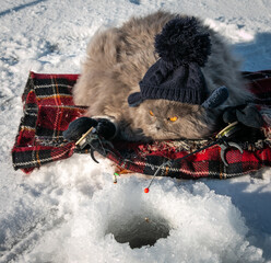 A funny British fluffy cat in mittens and a knitted hat catches fish with two winter fishing rods on the ice of the lake. Winter fishing. Cat with rods.