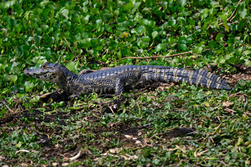 Caiman sunbathing on the pond with green vegetation