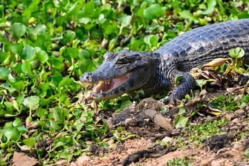 Caiman with open mouth sunbathing on the pond with green vegetation, closeup portrait