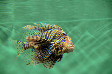 ハナミノカサゴ