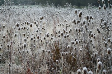 frosty wild Teasel meadow