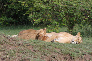 Naklejka premium Lioness soundly sleeping on a small muddy hill, bushes in background