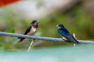 Obraz premium Two swallows or house martins 