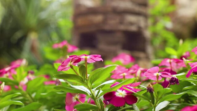 Pink periwinkle or catharanthus a lot. Flower garden, flowerbed. Catharanthus roseus, Madagascar periwinkle, Vinca, Old maid, Cayenne jasmine, Rose periwinkle, Closeup pink small flower. Wind