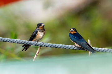 Two swallows or house martins 