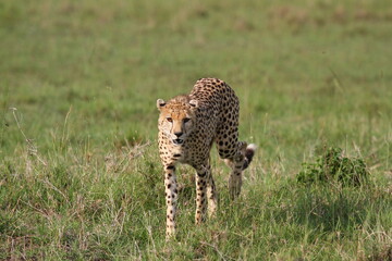 Cheetah standing with mouth open looking into the camera