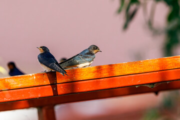 Two swallows or house martins 