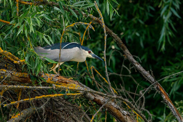 A Night Heron in the wilderness of the Danube Delta in Romania	