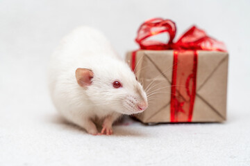 White rat gift. The rat sits on a white carpet with a gift box with a red ribbon.