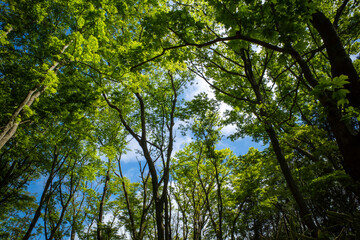 箱根の鮮やかな緑の森