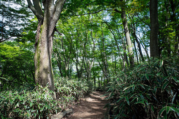 箱根の鮮やかな緑の森