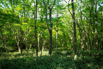 箱根の鮮やかな緑の森