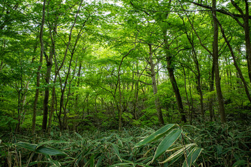 箱根の鮮やかな緑の森