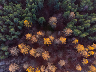 Fototapeta na wymiar Autumn forest 