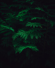 Fototapeta na wymiar fern in the night
