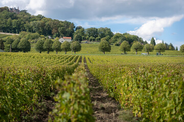 Fototapeta na wymiar Vines growing on the slopes around Sancerre, France