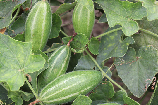 pointed gourd on tree in farm