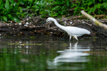 A little Egret is fishing in the Danube Delta