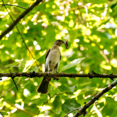 Beautiful Eastern Slaty Thrush bird with worm in beak in Brazilian forest (Turdus subalaris)