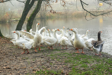 White and gray geese flock by the water. Agriculture. Flock of geese near the lake. Agriculture. Domestic geese near the pond