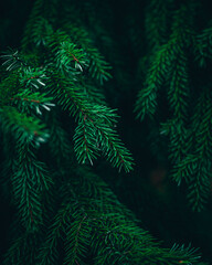 christmas tree branches background