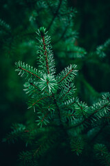 christmas tree in the forest