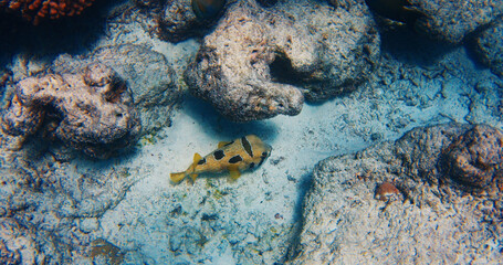 Fish in the sea with coral reef