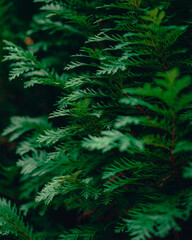 green forest background