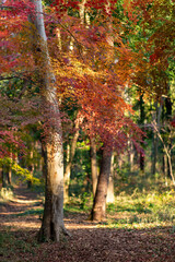 Fototapeta na wymiar 秋の森の散歩