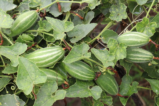 pointed gourd on tree in farm