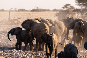 Fototapeta na wymiar A group pf elephants covering themselves in dirt after having taken a bath in a waterhole. Etosha National Park, Namibia.