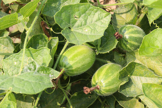 pointed gourd on tree in farm