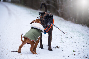 Deutscher Boxer im Schnee