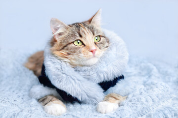 Clothes for pets. Сat in a beautiful fur coat lies and rests on a blanket. Clothing for animals and pets. Cat looks to the camera. Beautiful Kitten. Kitten with big green eyes. Pet. Without people. 